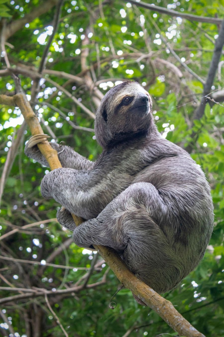 Sloth Trail